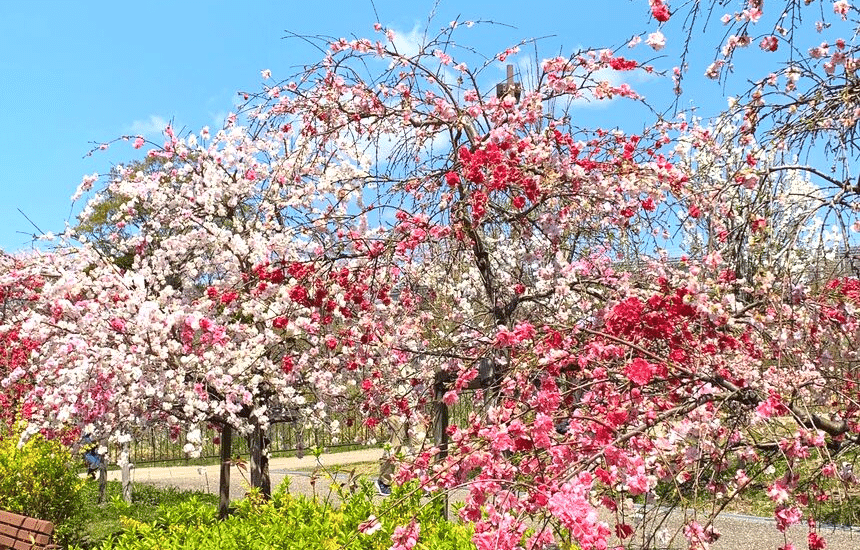 22年3月8日更新 長久手市内の花見スポットと お子様連れにオススメの穴場的花見スポットもご紹介 長久手情報コミュニティ ながコミュ