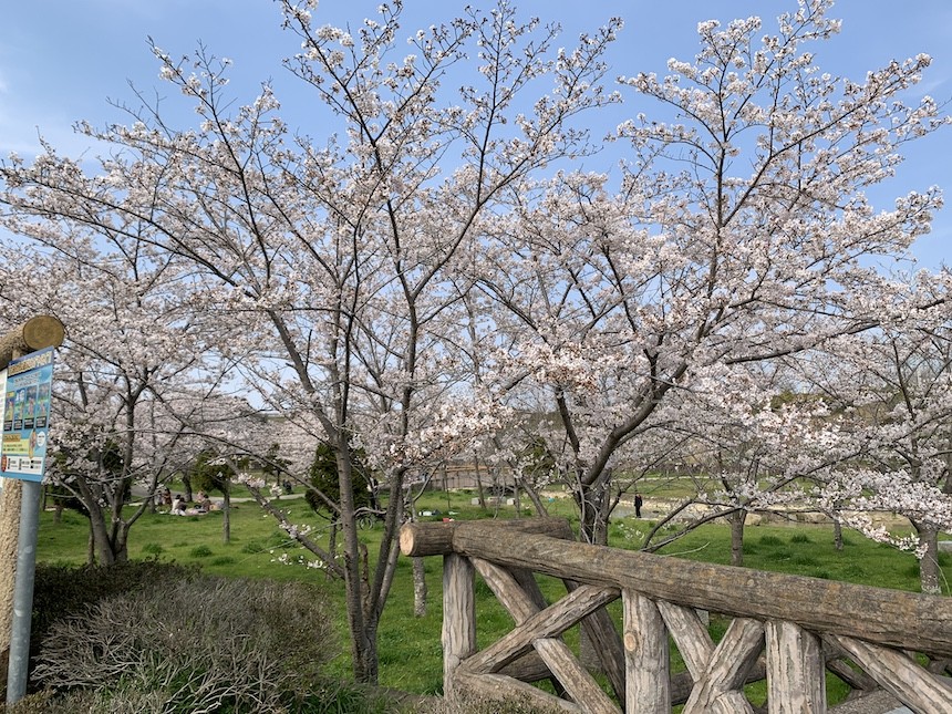 22年3月8日更新 長久手市内の花見スポットと お子様連れにオススメの穴場的花見スポットもご紹介 長久手情報コミュニティ ながコミュ